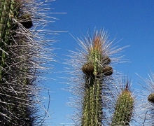 valle del encanto cactus.jpg